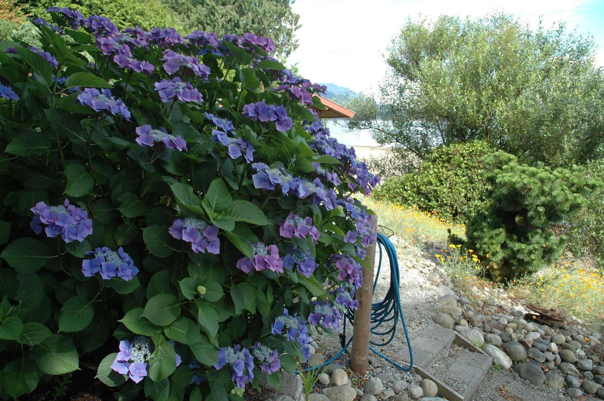 At The Shore Bed And Breakfast Sechelt Dış mekan fotoğraf