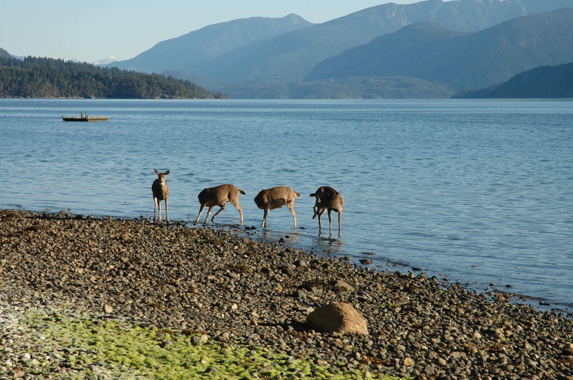At The Shore Bed And Breakfast Sechelt Dış mekan fotoğraf